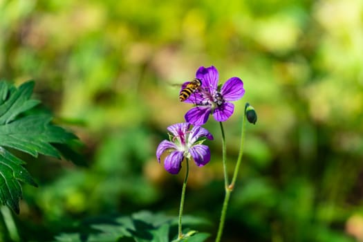 Iberian Geranium. bee pollinates a wild purple flower