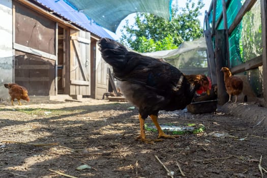 Black hen on farm. Homemade poultry. Domestic poultry farm.