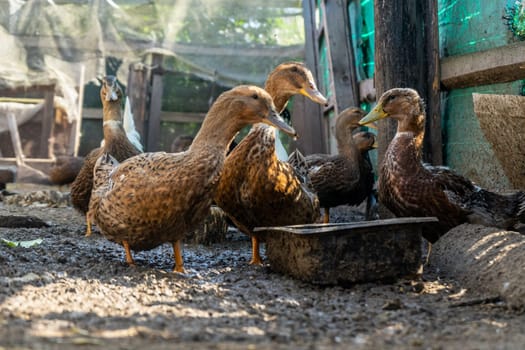 Domestic ducks in poultry yard during feeding.