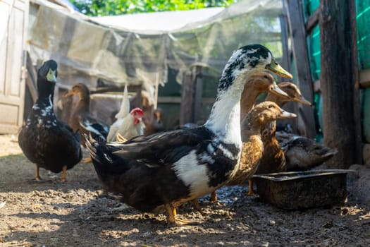 Domestic ducks in poultry yard during feeding