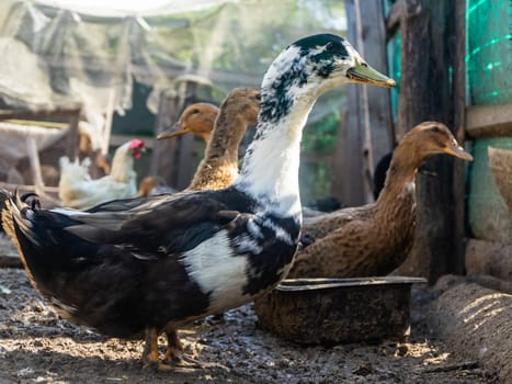 Domestic ducks in the poultry yard during feeding