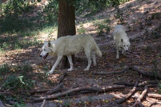 Pair of white wolves (Canis lupus arctos) walking in forest together.