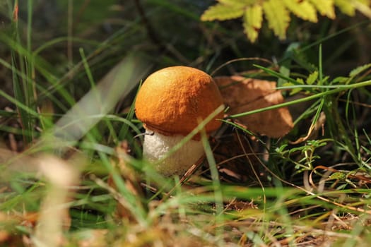 Small scaber stalk bolete (Leccinum aurantiacum) with its distinctive orange cap, sitting in small grass lit by sun.