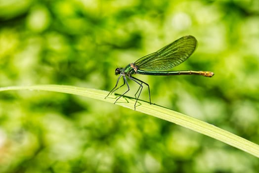 green dragonfly close up. Macro shots nature scene dragonfly. green dragonfly in the nature habitat