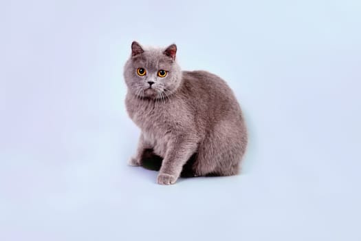 Close-up of a large, round and fluffy purebred British shorthair cat after express molting in an animal salon. Grooming concept