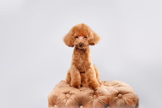 Apricot poodle puppy, highlighted on a gray background. The concept of training a dog to grooming