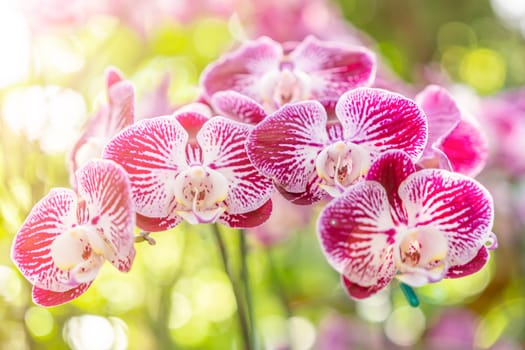 The Beautiful pink blooming orchid flowers in macro.
