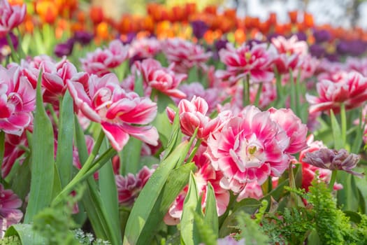 The Colorful tulips on nature background.