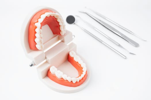 Anatomical teeth model and dental tools on white background.