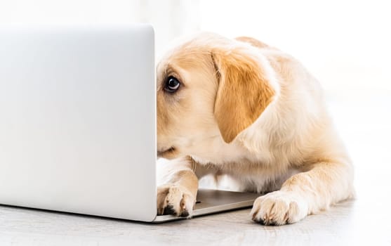 Lovely dog looking into laptop