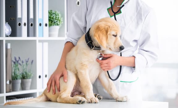 Examining of dog in clinic