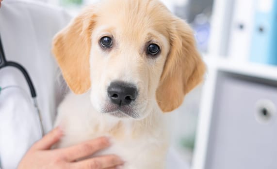 Cute dog in vet cabinet