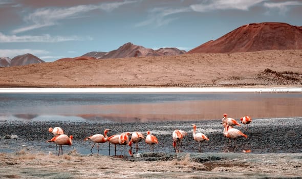 Beautiful flamingos at lagoon in Bolivia