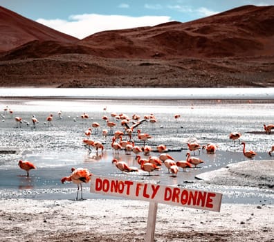 Ban on drone flight white sign on sunshine lagoon with flamingos