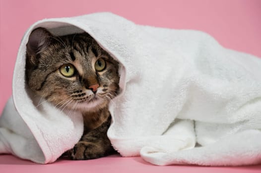 Striped cat wrapped in a white towel on a pink background.