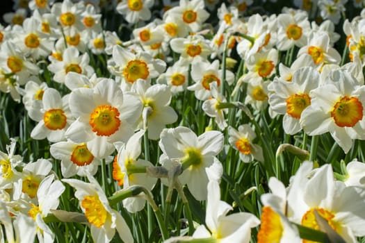 Narcissuses growing in a summer garden.