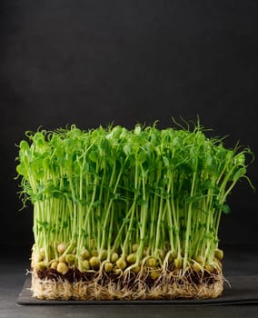 Sprouted pea seeds on a black background, microgreens for salad, detox