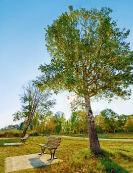 Bench, tree and a park in summer or spring during the day for sustainability on a clear blue sky. Earth, nature and landscape with a beautiful view of green grass on an open field in the countryside.