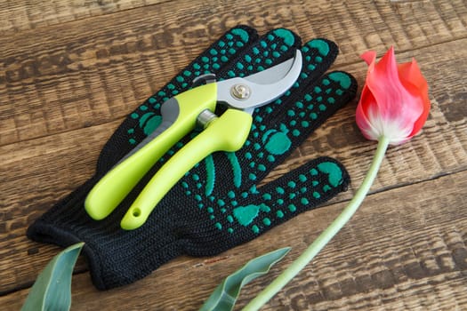 Garden glove, pruner and cut tulip on wooden boards.