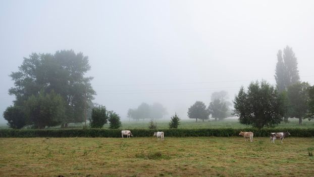 cows in misty morning meadow near river seine in northern france
