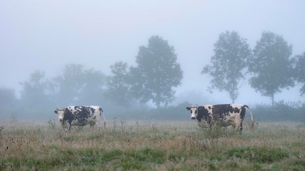 misty meadow with cows in french natural park boucles de la seine between rouen and le havre in summer