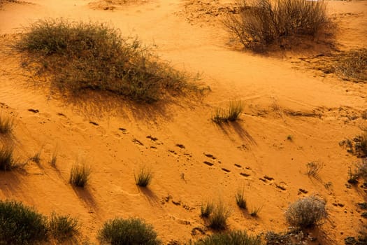 Oryx tracks in the sand 5009