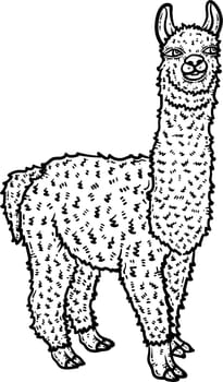 Llama Animal Coloring Page for Adults