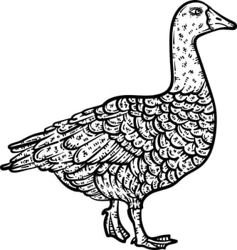 Goose Animal Coloring Page for Adults