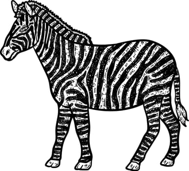 Zebra Animal Coloring Page for Adults