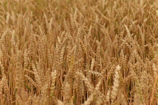 Golden ears of wheat sway in the wind
