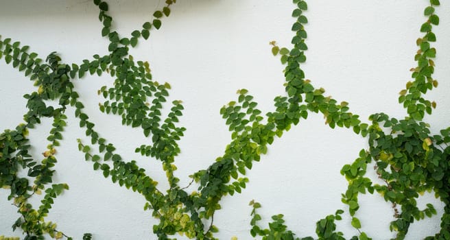 Green ivy eco wall. Closeup green creeping plant climbing on white concrete pole. Green leaves texture background. Green leaves of ivy. Sustainable building. Close to nature. Eco-friendly building.