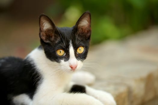 Small black and white stray cat with mesmerizing yellow eyes, laying on pavement curb, looking into camera.