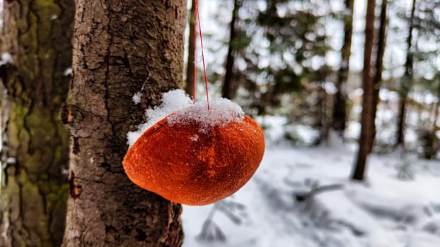 Close-up of a Eco-friendly orange peel bird feeder on tree under the snow in the forest