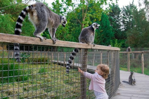 A girl in the zoo wants to touch the tail of a lemur