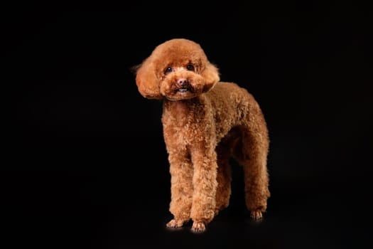 A red young poodle on a black background. Studio photo