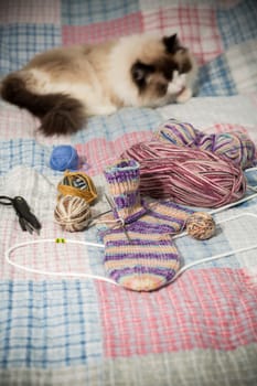 Colored threads, knitting needles and other items for hand knitting and a cute domestic cat Ragdoll