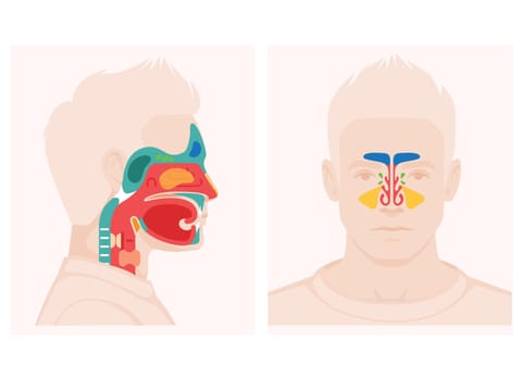 Nose anatomy cross section diagram showing soft palate paranasal sinuses elements flat vector illustration