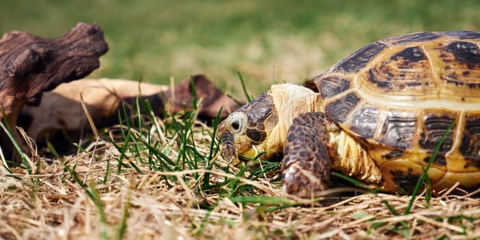Russian tortoise crawling on the grass. Selective focus