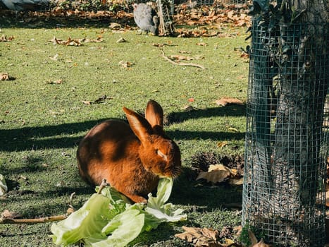 Brown fluffy rabbit sits on a green lawn and eats cabbage
