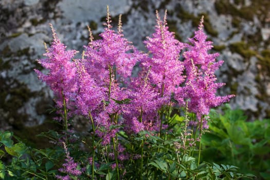 Blooming pink astilbes in a flower bed in the garden