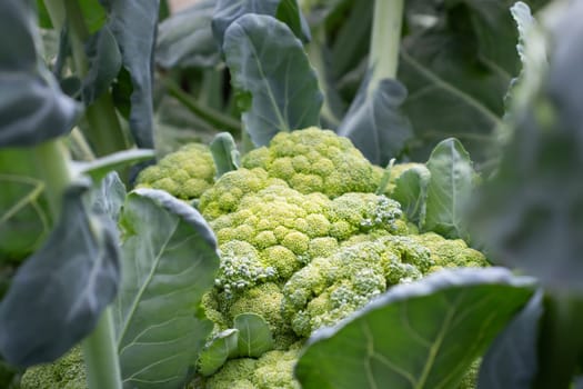 Close-up of large broccoli on a garden bed