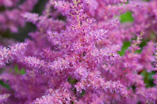 Blooming pink astilbes in a flower bed in the garden, close-up