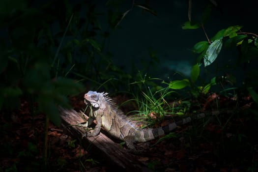 Thoughtful Wild Iguana, Illuminated by a Sunbeam in the Jungle