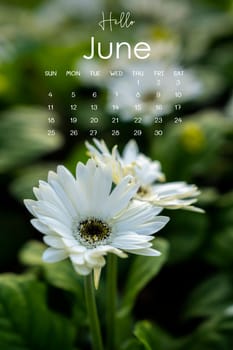 The June 2023 calendar page with white chrysanthemum in garden.