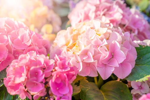 The Blooming pink hydrangea or hortensia flowers with sunlight in the garden.