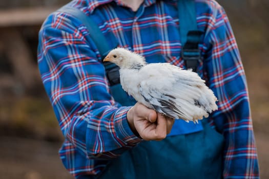 White dwarf chicken in farmer's hand close-up poultry farming household
