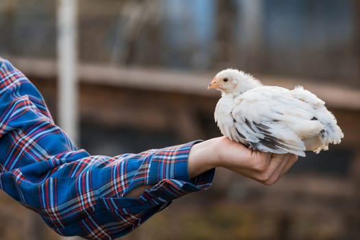 White dwarf chicken in farmer's hand close-up poultry farming household outdoor