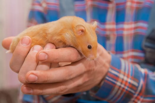 Red hamster domestic rodent pet close-up in hands