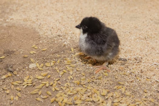A small black cute chick close-up basks in a barn. Poultry and housekeeping farming