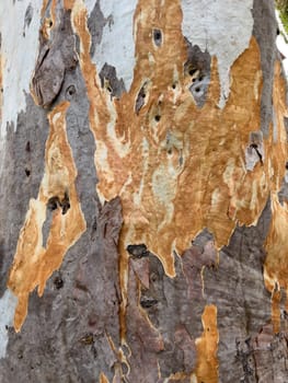 Peeled brown tree bark on the trunk